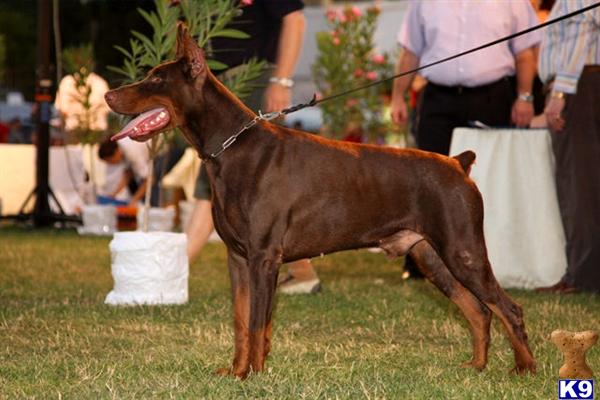 Stud Dogs - Doberman Pinscher